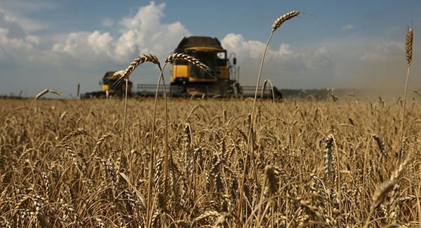 ՌԴ-ն դեկտեմբերի 1-ից կարգելի դեպի Հայաստան ցորենի արտահանումը